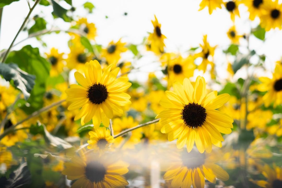 Sunflower Fun Facts You Didn't Know But Now You Do