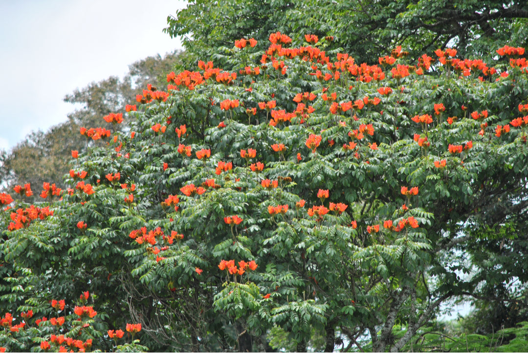 Singapore's First Flower Trees: The African Tulip