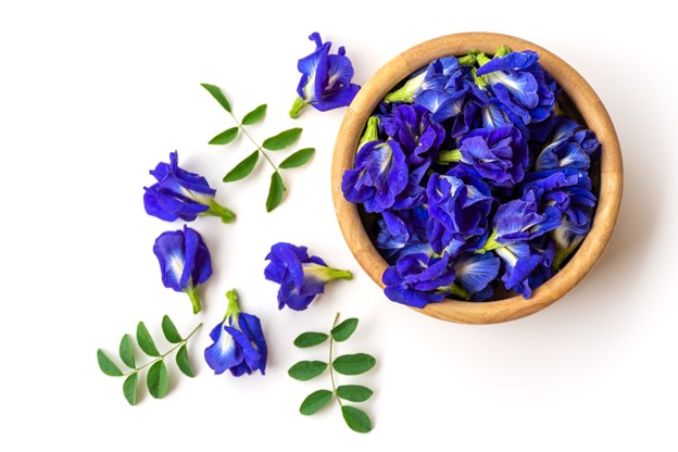 Butterfly Pea - Smiling Flora