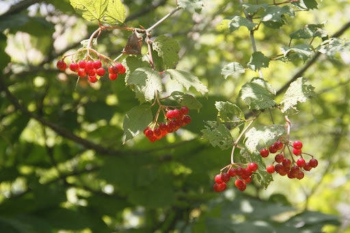 Up Your Fruit Bouquet With Singapore’s Tit-Berry