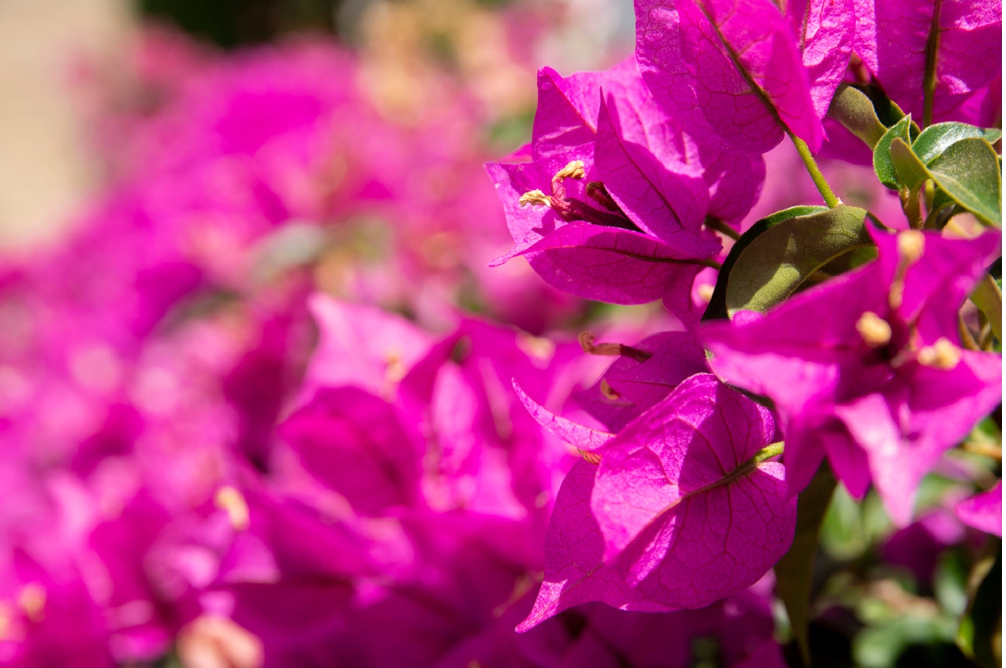 The National Flower of Singapore s Roads Bougainvillea Smiling