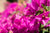 The National Flower of Singapore's Roads: Bougainvillea
