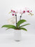 Orchid Plant 001